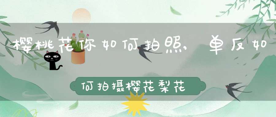 樱桃花你如何拍照,单反如何拍摄樱花梨花