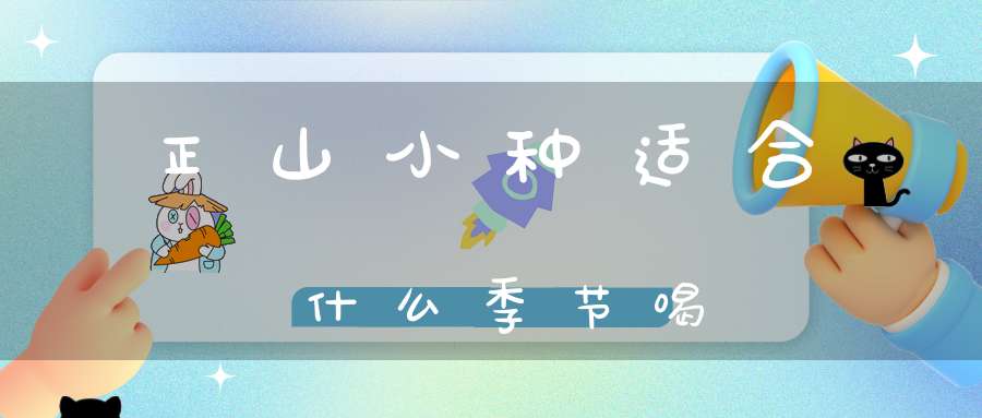 正山小种适合什么季节喝