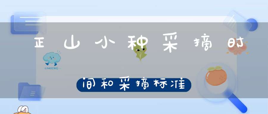 正山小种采摘时间和采摘标准