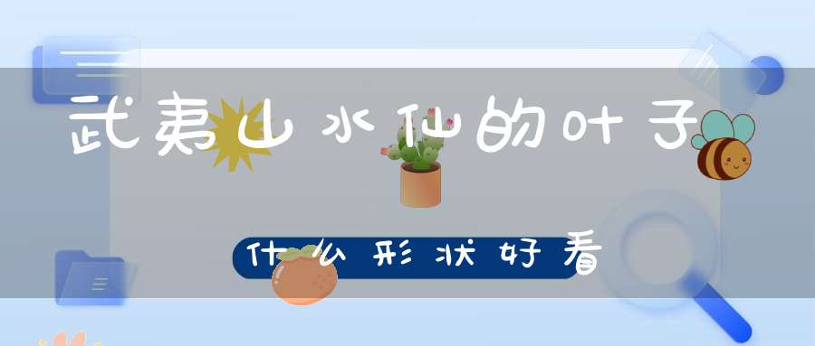 武夷山水仙的叶子什么形状好看