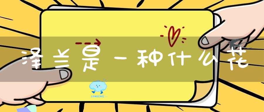 泽兰是一种什么花？