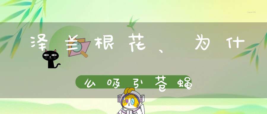 泽兰根花、为什么吸引苍蝇？