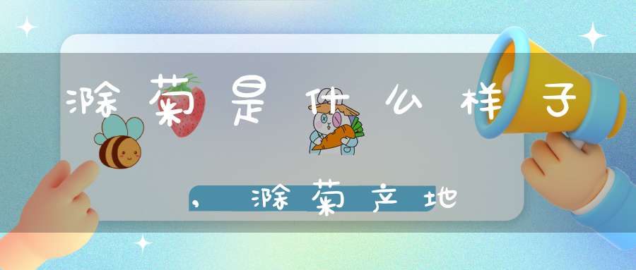 滁菊是什么样子?,滁菊产地