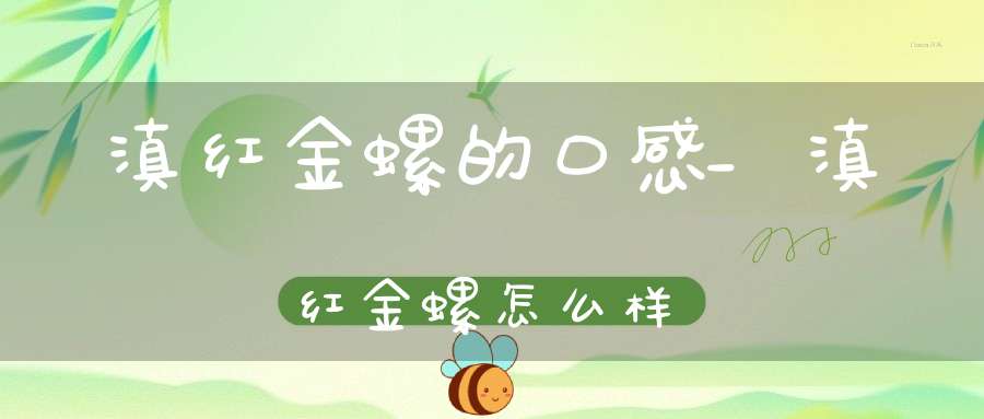 滇红金螺的口感_滇红金螺怎么样