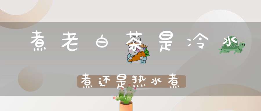 煮老白茶是冷水煮还是热水煮