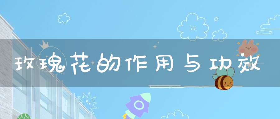 玫瑰花的作用与功效