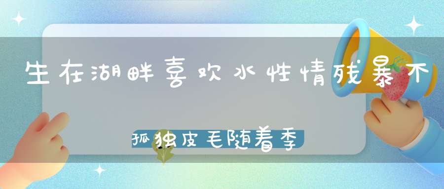 生在湖畔喜欢水，性情残暴不孤独，皮毛随着季节变，冬天稠密夏稀疏。 （猜一动物）