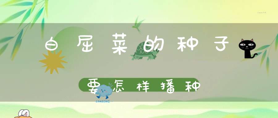 白屈菜的种子要怎样播种？