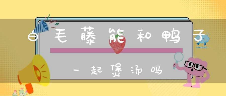 白毛藤能和鸭子一起煲汤吗？