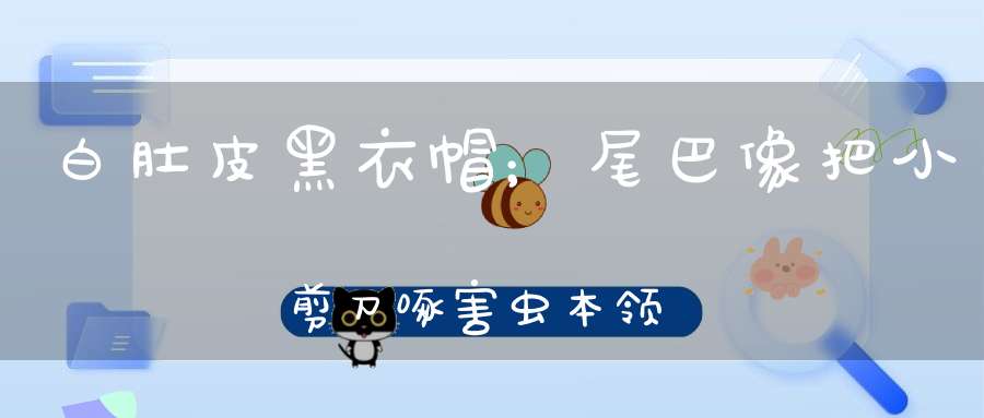 白肚皮，黑衣帽；尾巴像把小剪刀，啄害虫，本领大，爱护庄稼人人夸。 （猜一动物）