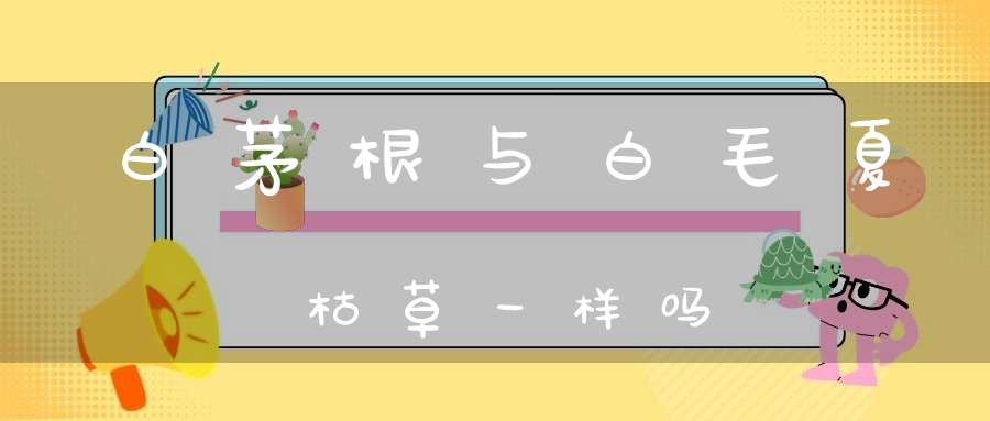 白茅根与白毛夏枯草一样吗？