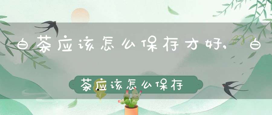 白茶应该怎么保存才好,白茶应该怎么保存不会坏