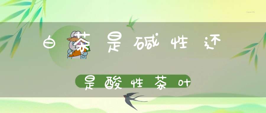 白茶是碱性还是酸性茶叶