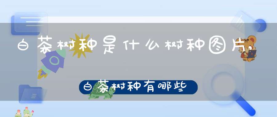 白茶树种是什么树种图片,白茶树种有哪些