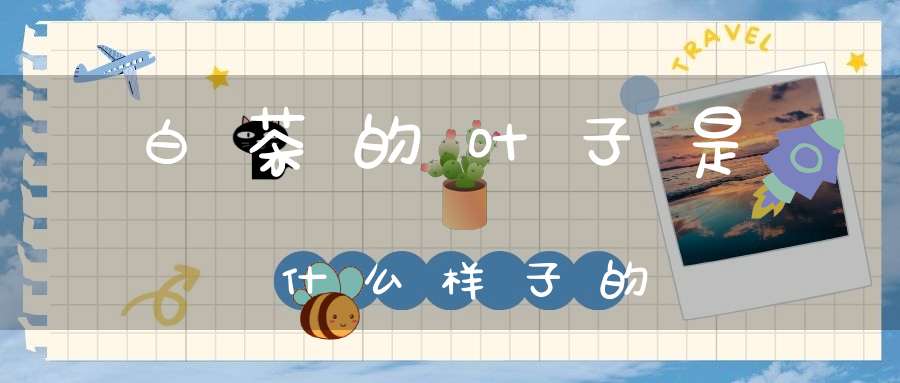 白茶的叶子是什么样子的