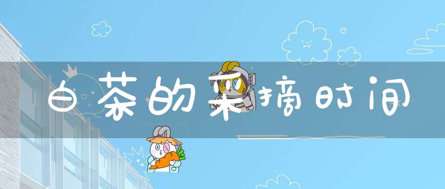 白茶的采摘时间