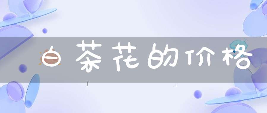 白茶花的价格