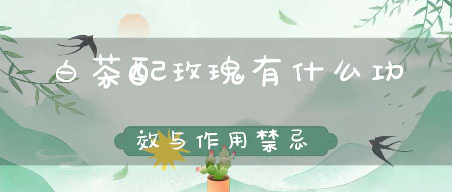 白茶配玫瑰有什么功效与作用禁忌