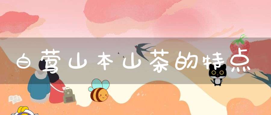 白莺山本山茶的特点