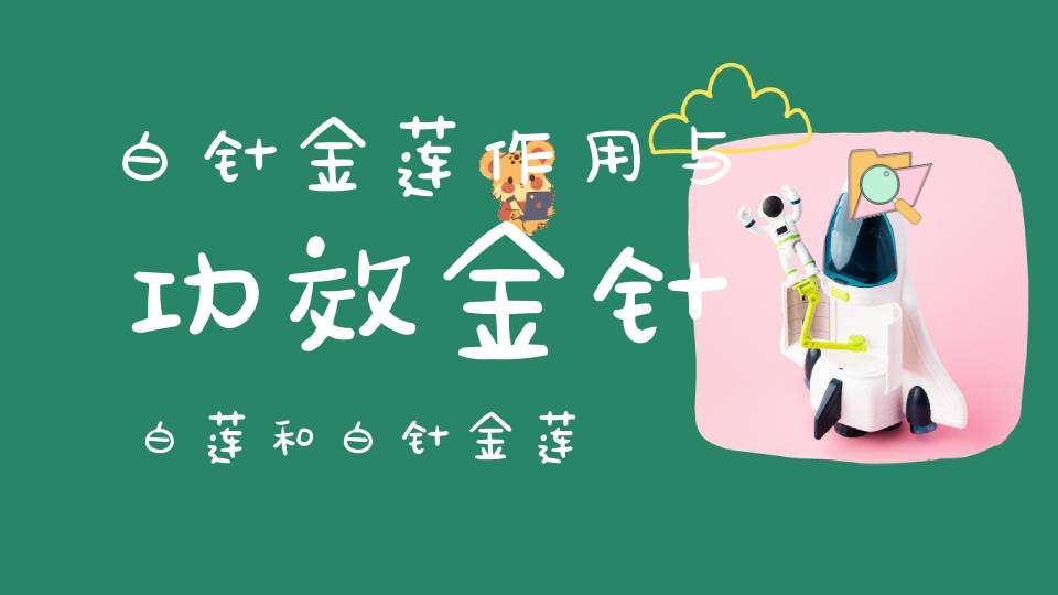 白针金莲作用与功效金针白莲和白针金莲