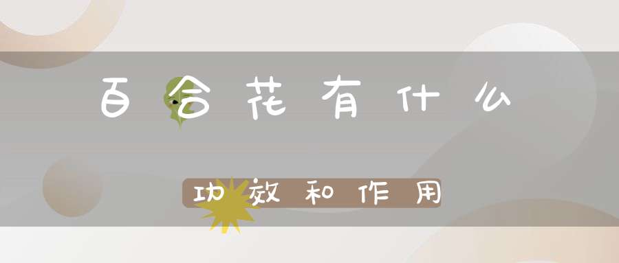 百合花有什么功效和作用