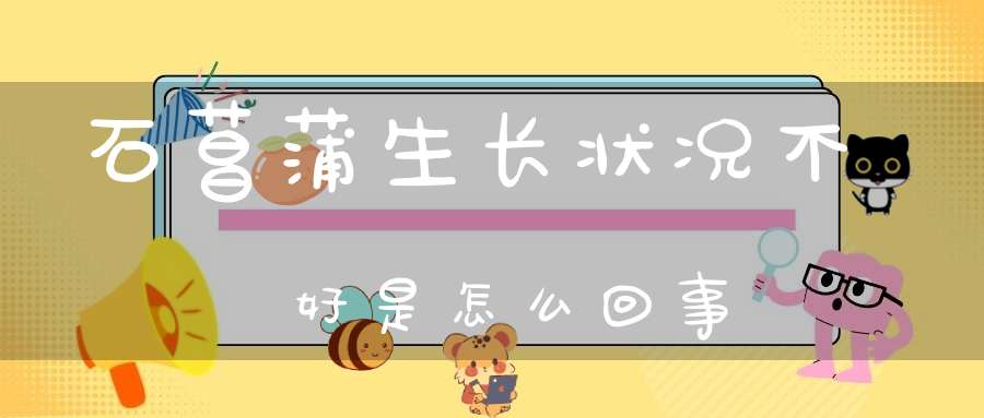 石菖蒲生长状况不好是怎么回事？