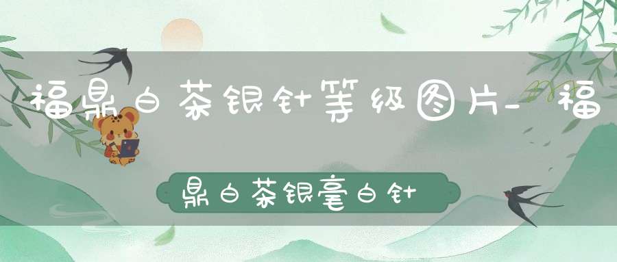 福鼎白茶银针等级图片_福鼎白茶银毫白针什么价2012