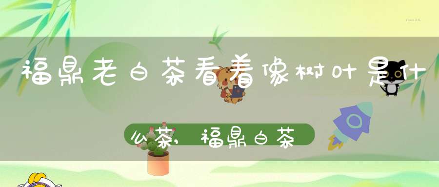 福鼎老白茶看着像树叶是什么茶,福鼎白茶树叶子