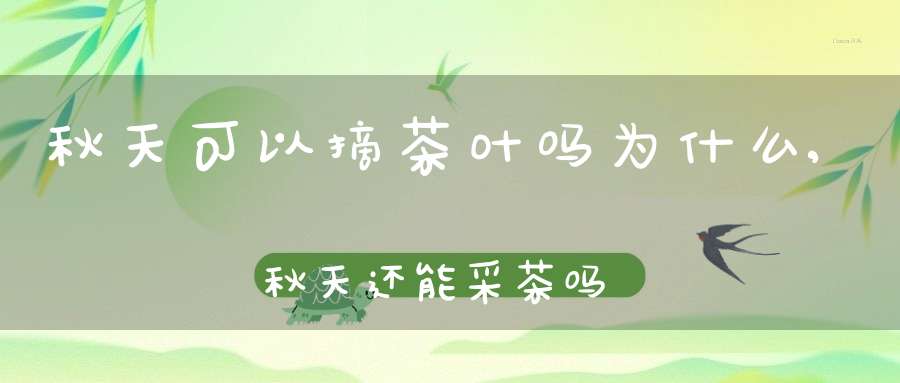 秋天可以摘茶叶吗为什么,秋天还能采茶吗?