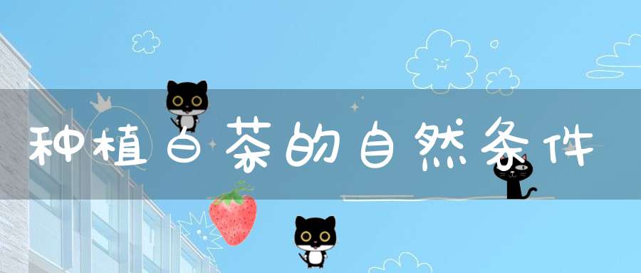 种植白茶的自然条件