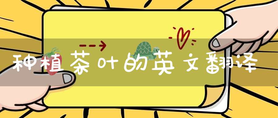 种植茶叶的英文翻译