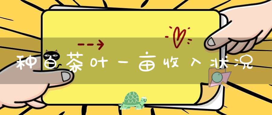 种白茶叶一亩收入状况