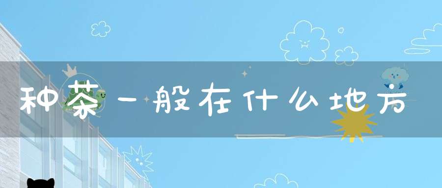 种茶一般在什么地方