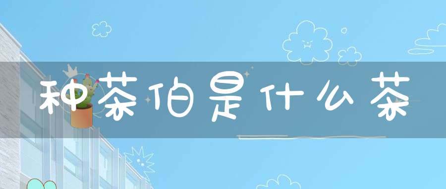 种茶伯是什么茶