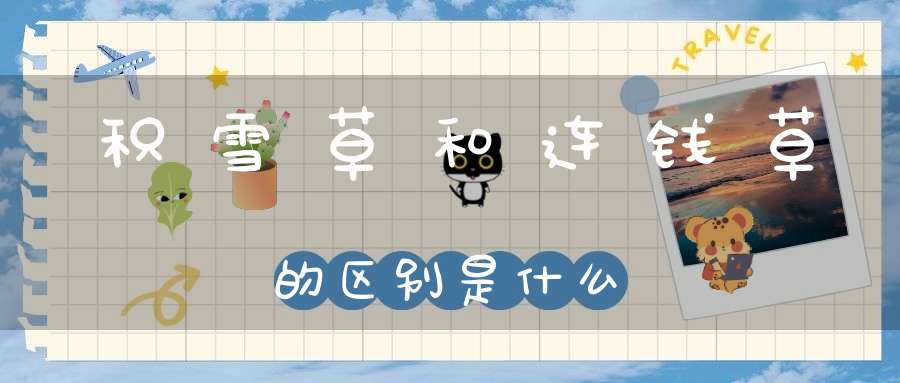 积雪草和连钱草的区别是什么？