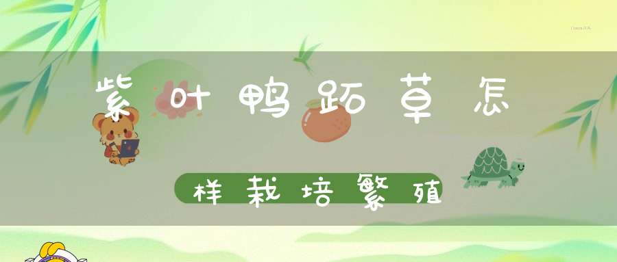 紫叶鸭跖草怎样栽培繁殖？