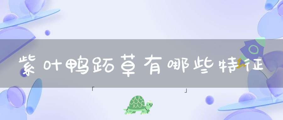 紫叶鸭跖草有哪些特征？