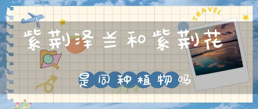 紫荆泽兰和紫荆花是同种植物吗？