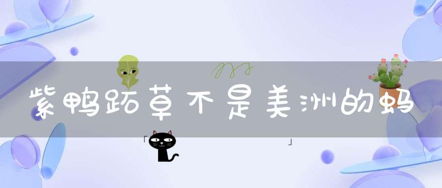 紫鸭跖草不是美洲的蚂？