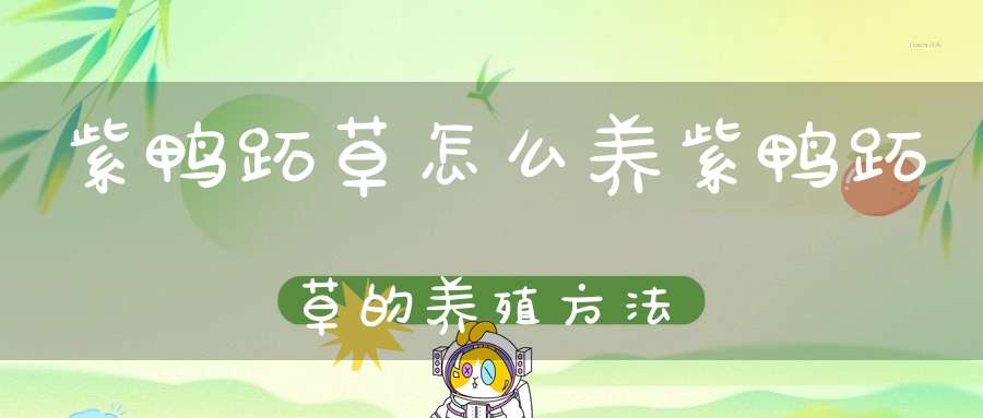 紫鸭跖草怎么养紫鸭跖草的养殖方法？