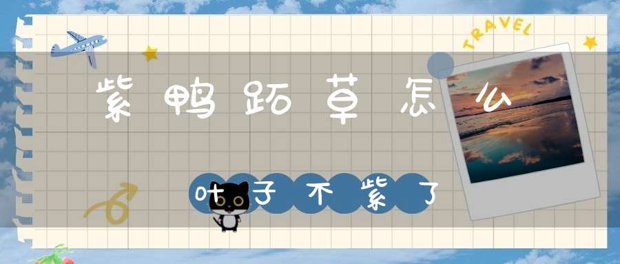 紫鸭跖草怎么叶子不紫了？