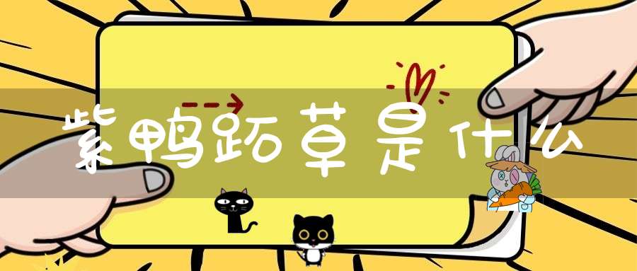 紫鸭跖草是什么？