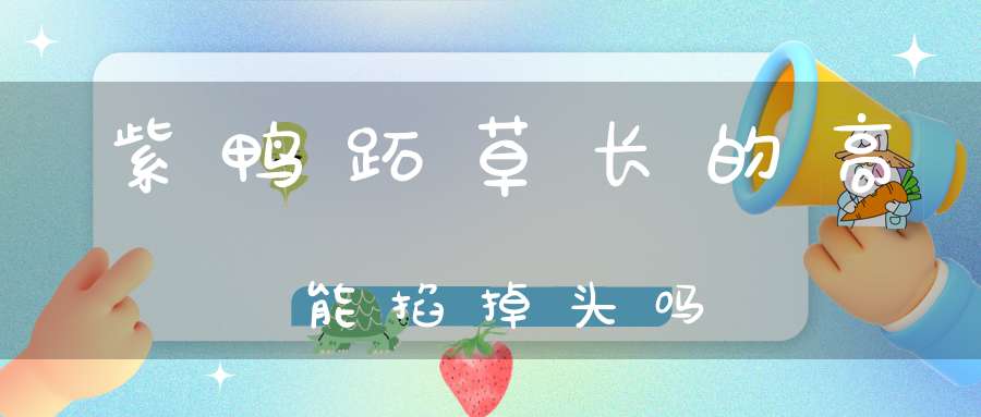 紫鸭跖草长的高能掐掉头吗？