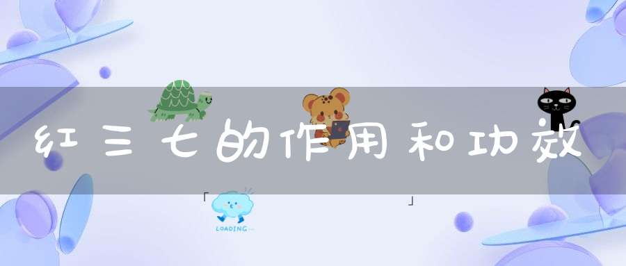 红三七的作用和功效