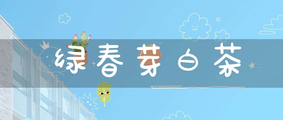 绿春芽白茶