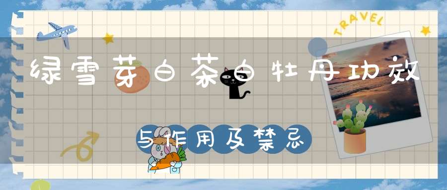 绿雪芽白茶白牡丹功效与作用及禁忌