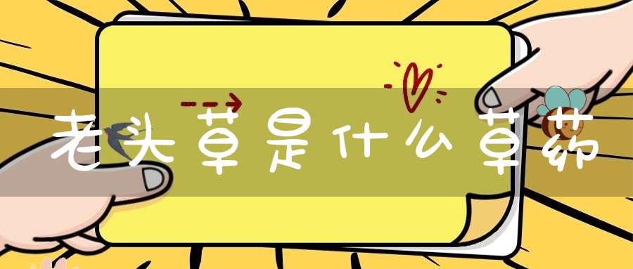 老头草是什么草药？