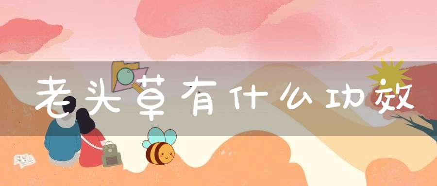 老头草有什么功效？