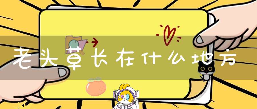 老头草长在什么地方？