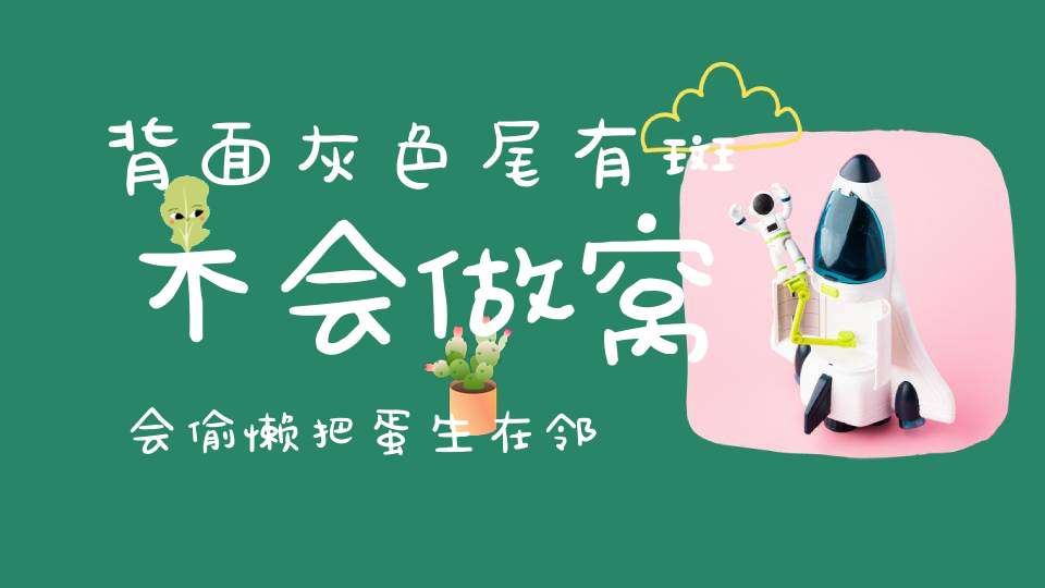 背面灰色尾有斑，不会做窝会偷懒，把蛋生在邻居家，请它孵育自己玩。 （猜一动物）